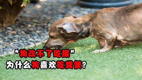 狗死在家里|为什么狗不死在家中？